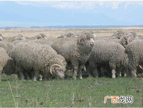 鄂尔多斯适合养什么羊 细毛羊养殖