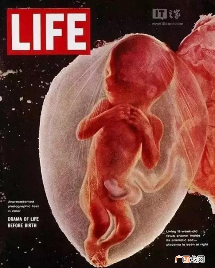 一组图看完人类诞生全过程 人类是怎样造孩子的