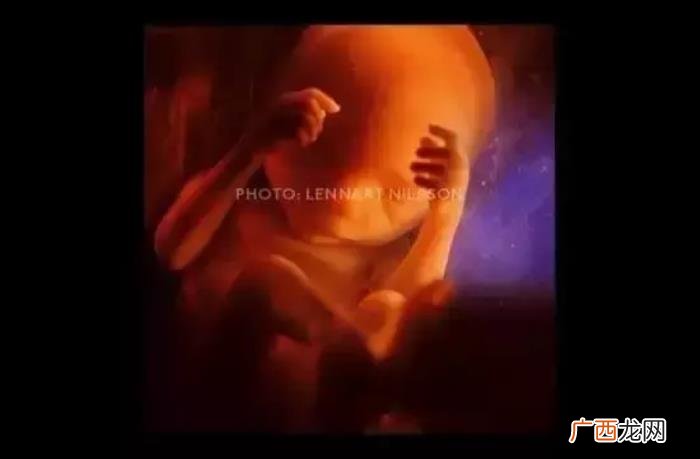 一组图看完人类诞生全过程 人类是怎样造孩子的