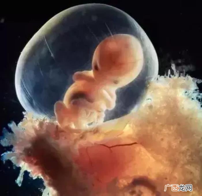 一组图看完人类诞生全过程 人类是怎样造孩子的