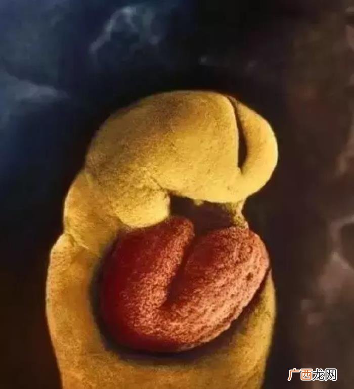 一组图看完人类诞生全过程 人类是怎样造孩子的