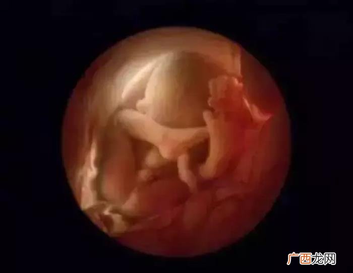 一组图看完人类诞生全过程 人类是怎样造孩子的