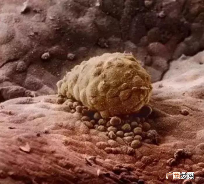一组图看完人类诞生全过程 人类是怎样造孩子的