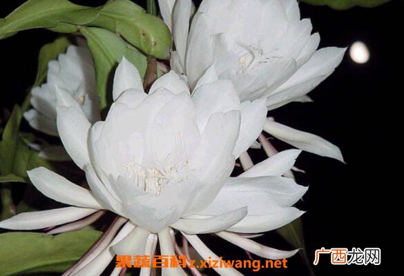 昙花怎么养殖 昙花的养殖方法和注意事项