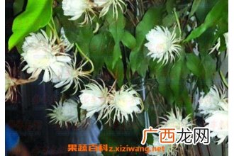 昙花怎么养殖 昙花的养殖方法和注意事项