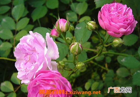 蔷薇怎么养 蔷薇的养殖方法和注意事项