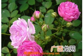 蔷薇怎么养 蔷薇的养殖方法和注意事项