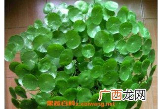 金钱草怎么泡水喝 金钱草泡水喝的功效