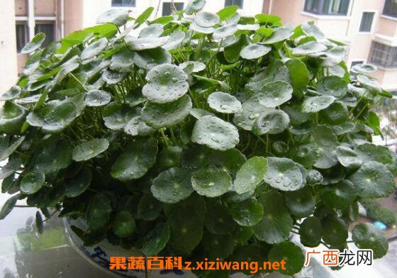金钱草怎么泡水喝 金钱草泡水喝的功效