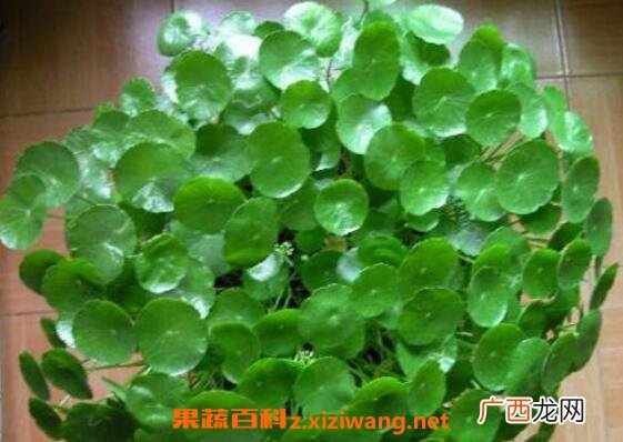 金钱草怎么泡水喝 金钱草泡水喝的功效