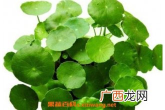 金钱草怎么养 金钱草的养殖方法和注意事项