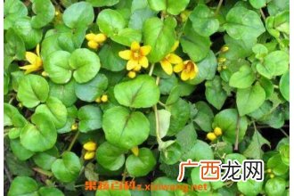 金钱草的功效与作用 金钱草的副作用