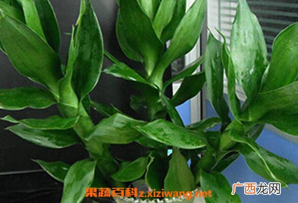 富贵竹的叶子发黄怎么办 富贵竹叶子发黄怎么救
