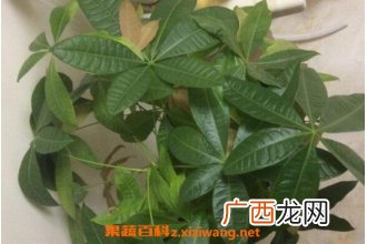 发财树怎么繁殖 发财树叶子发黄怎么办