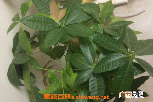 发财树怎么繁殖 发财树叶子发黄怎么办