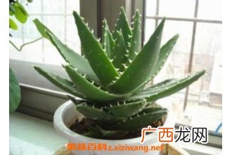 芦荟怎么养殖 芦荟的养殖方法教程