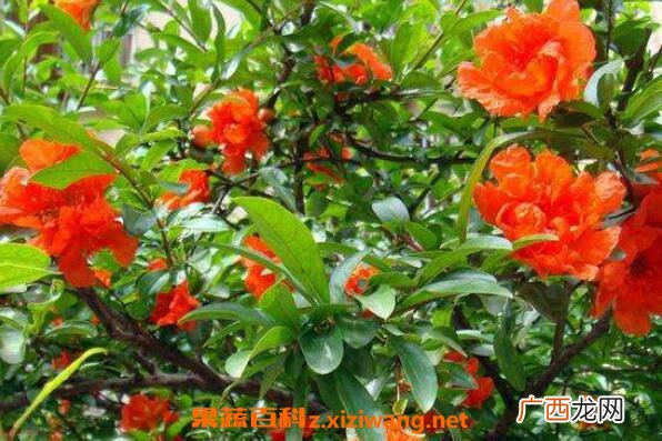 石榴花怎么养殖 石榴花的养殖方法