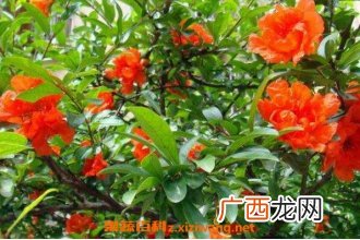 石榴花怎么养殖 石榴花的养殖方法
