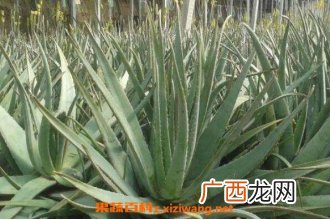 大芦荟怎么养殖 大芦荟的养殖方法和注意事项