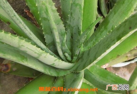 大芦荟怎么养殖 大芦荟的养殖方法和注意事项