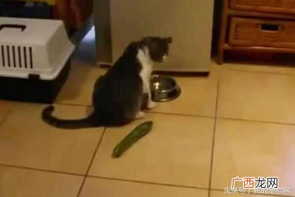 猫为什么怕黄瓜和香蕉,真实也是这样吗?