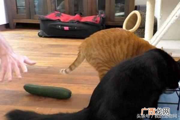 猫为什么怕黄瓜和香蕉,真实也是这样吗?