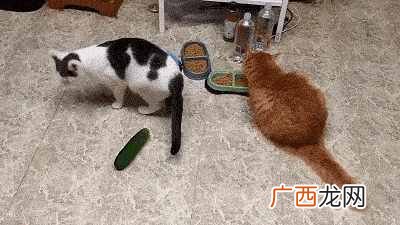 猫为什么怕黄瓜和香蕉,真实也是这样吗?