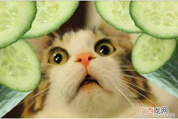 猫为什么怕黄瓜和香蕉,真实也是这样吗?