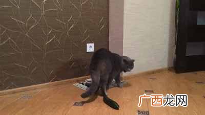 猫为什么怕黄瓜和香蕉,真实也是这样吗?