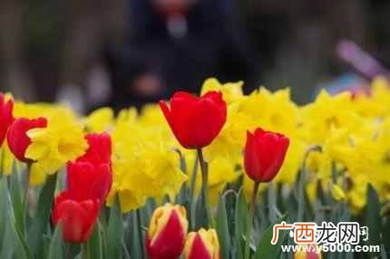 郁金香代表什么寓意？郁金香的花语你知道么