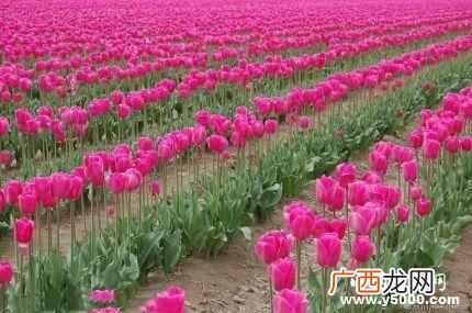 郁金香代表什么寓意？郁金香的花语你知道么