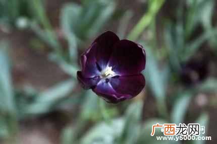 郁金香代表什么寓意？郁金香的花语你知道么