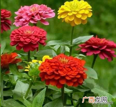 夏天开的花有什么?7种超美的花
