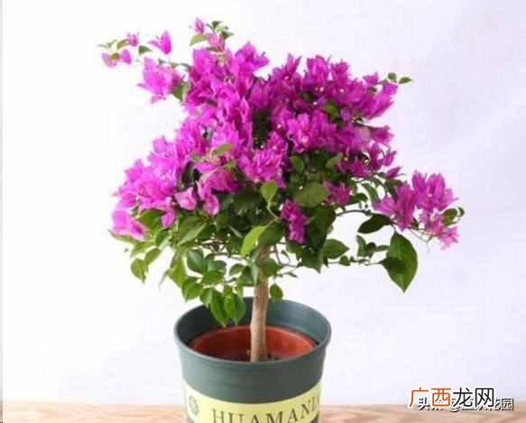 夏天开的花有什么?7种超美的花