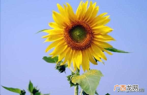夏天开的花有什么?7种超美的花