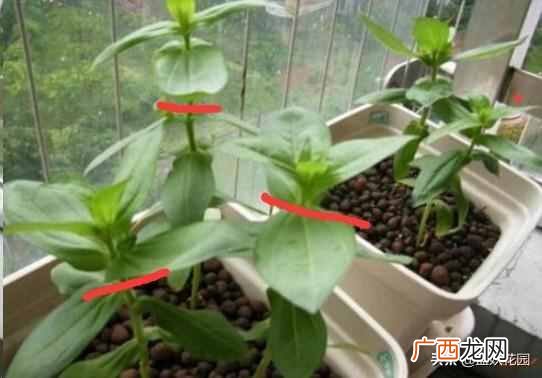 夏天开的花有什么?7种超美的花