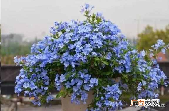 夏天开的花有什么?7种超美的花