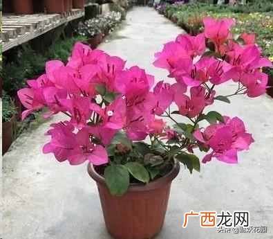 夏天开的花有什么?7种超美的花