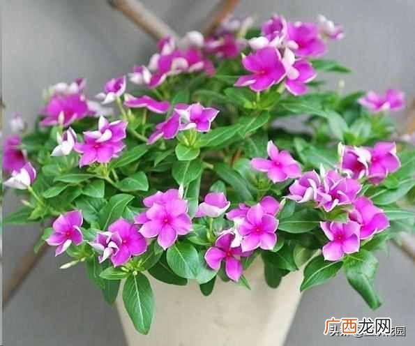 夏天开的花有什么?7种超美的花