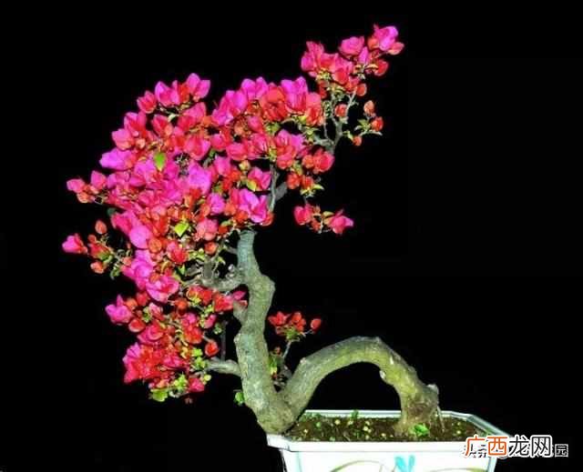 夏天开的花有什么?7种超美的花