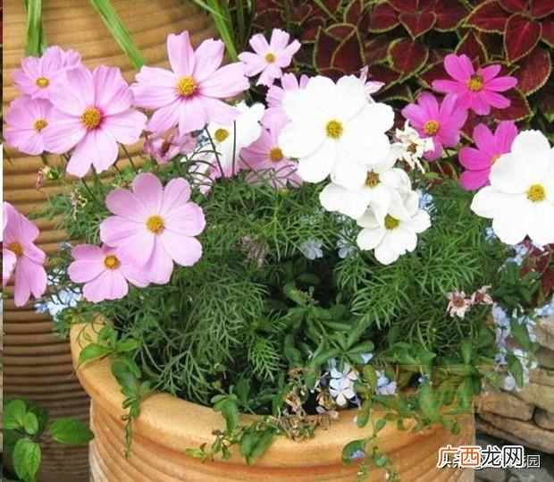 夏天开的花有什么?7种超美的花
