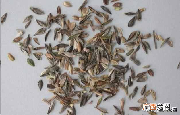 夏天开的花有什么?7种超美的花