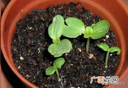 夏天开的花有什么?7种超美的花