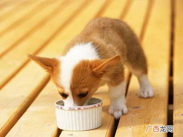 汪星人是什么意思，汪星人是什么狗品种！