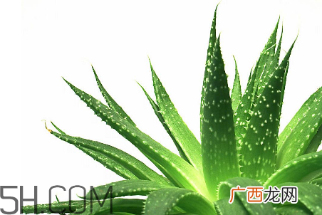 雅丽洁芦荟胶成分 雅丽洁芦荟胶保质期