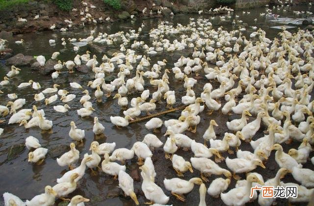 肉鸭养殖技术 鸭子的养殖与销售价格