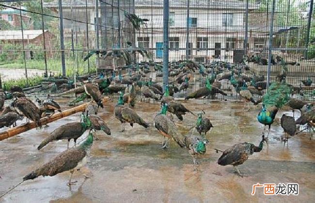 白孔雀怎么分公母 养殖白孔雀犯法吗