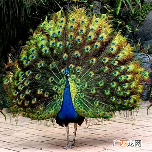 白孔雀怎么分公母 养殖白孔雀犯法吗