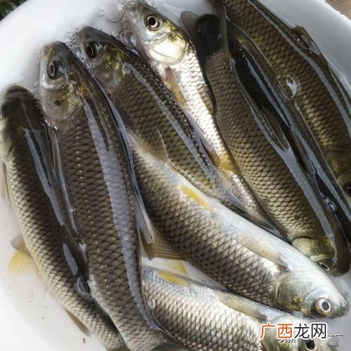 养草鱼注意哪些事项 养殖场草鱼中毒