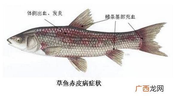 养草鱼注意哪些事项 养殖场草鱼中毒